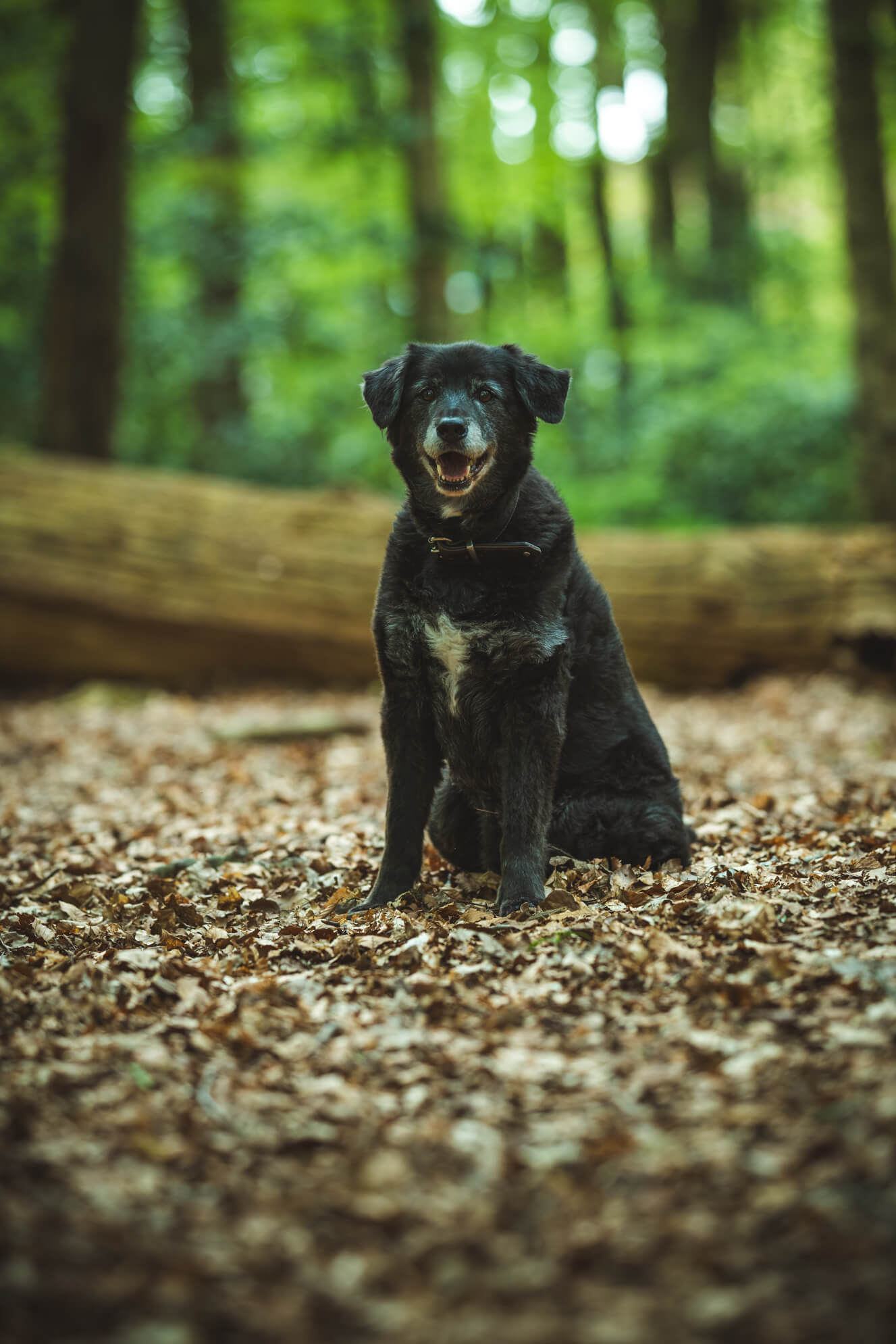 Hundefotografie Ostfriesland Aurich